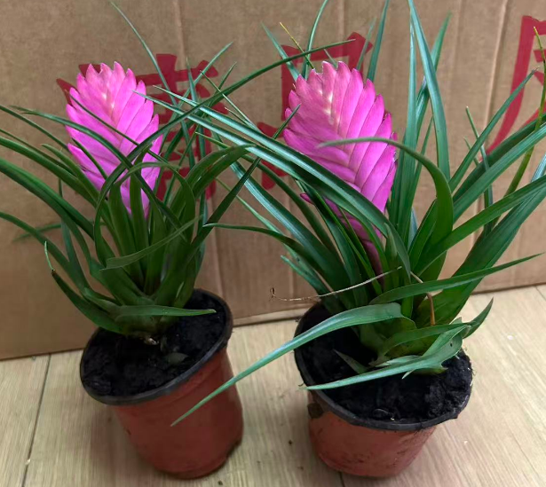 Гузмания сингле-хидед Айрон Орхидея 11 27