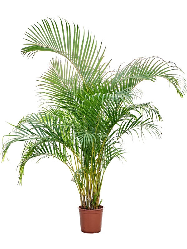 Dypsis (Areca) lutescens, D 24