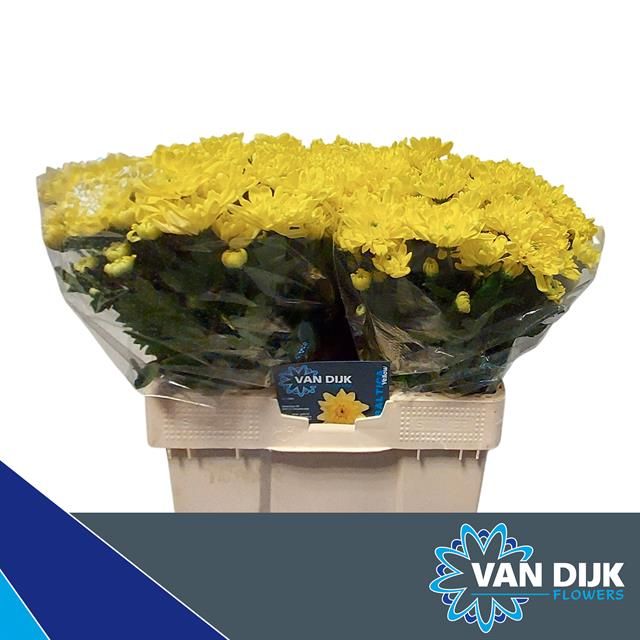 Хризантема куст. Балтика Еллоу 55, шт.