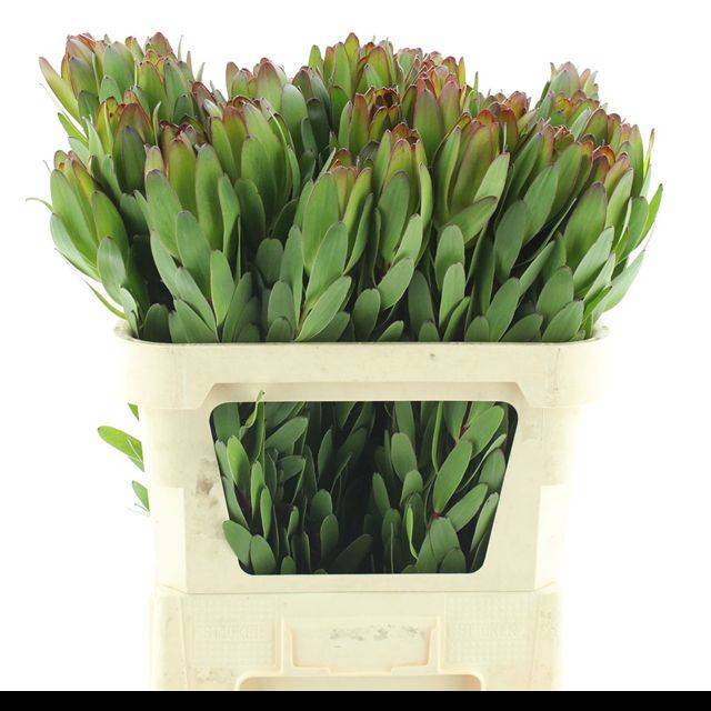 Леукадендрон Сафари Голдстрайк 80, шт.