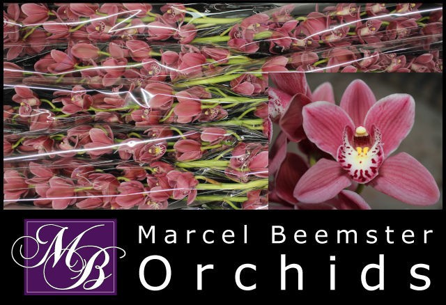 Цимбидиум мини Пинк Перфект x10 60, шт.