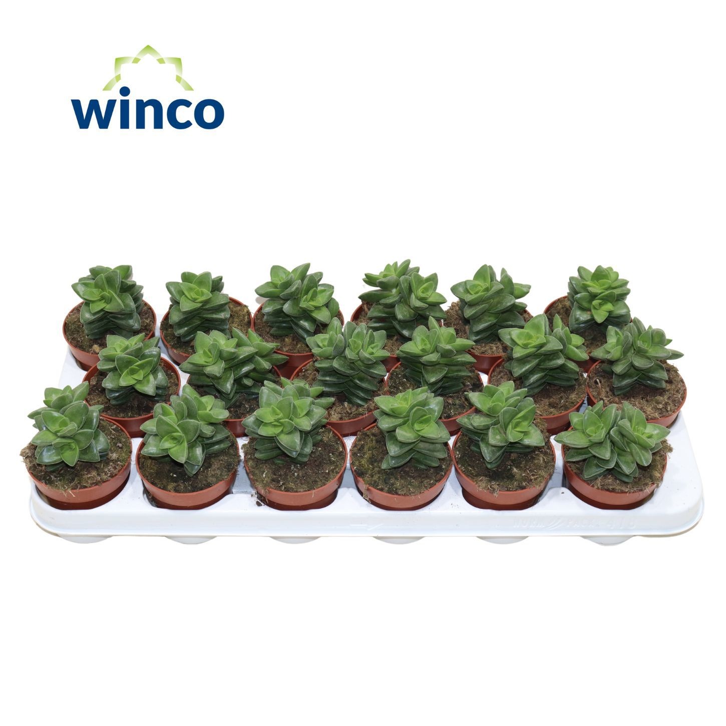 Crassula Springtime, D 8,5