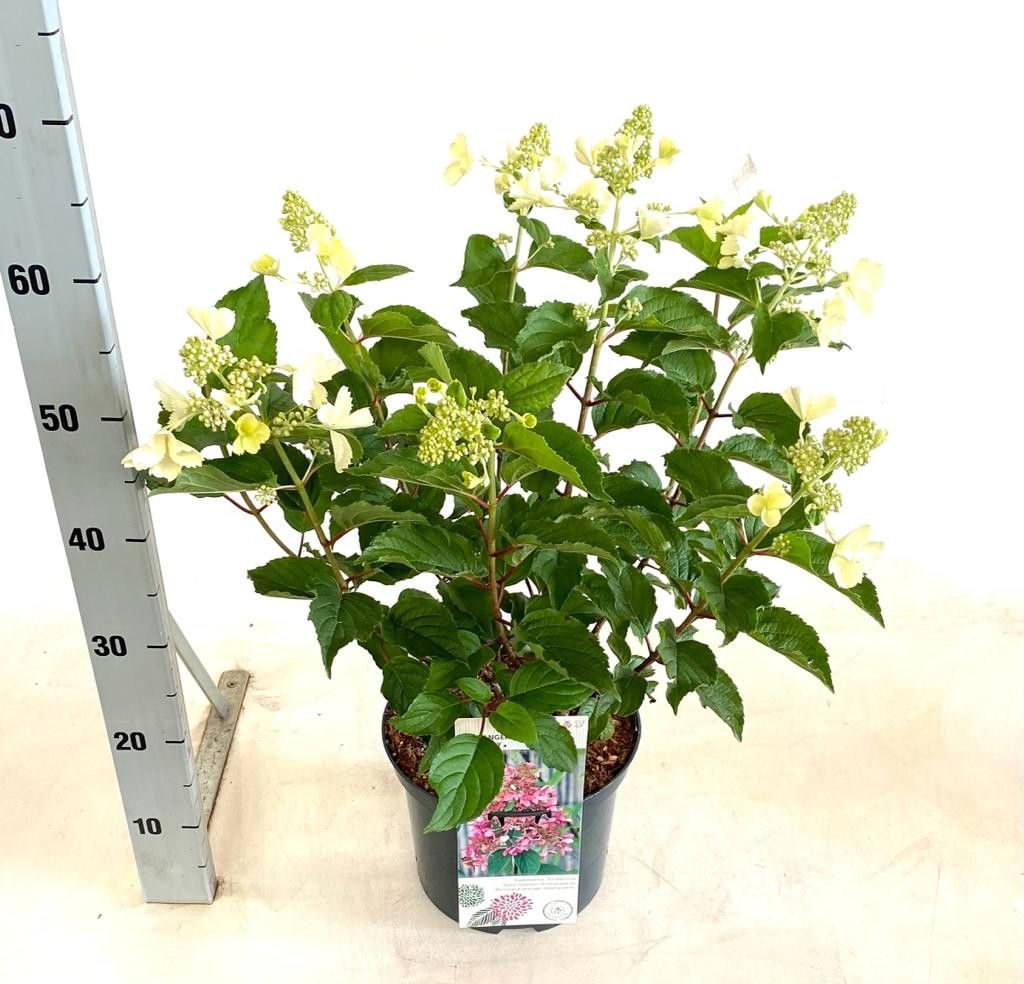 Hydrangea Pink Lady, D 23