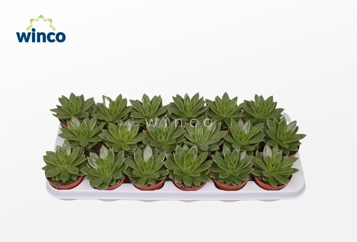 Echeveria Agavoides, D 8,5 cm