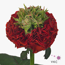 Роза од. Рэд Ай 35, шт.