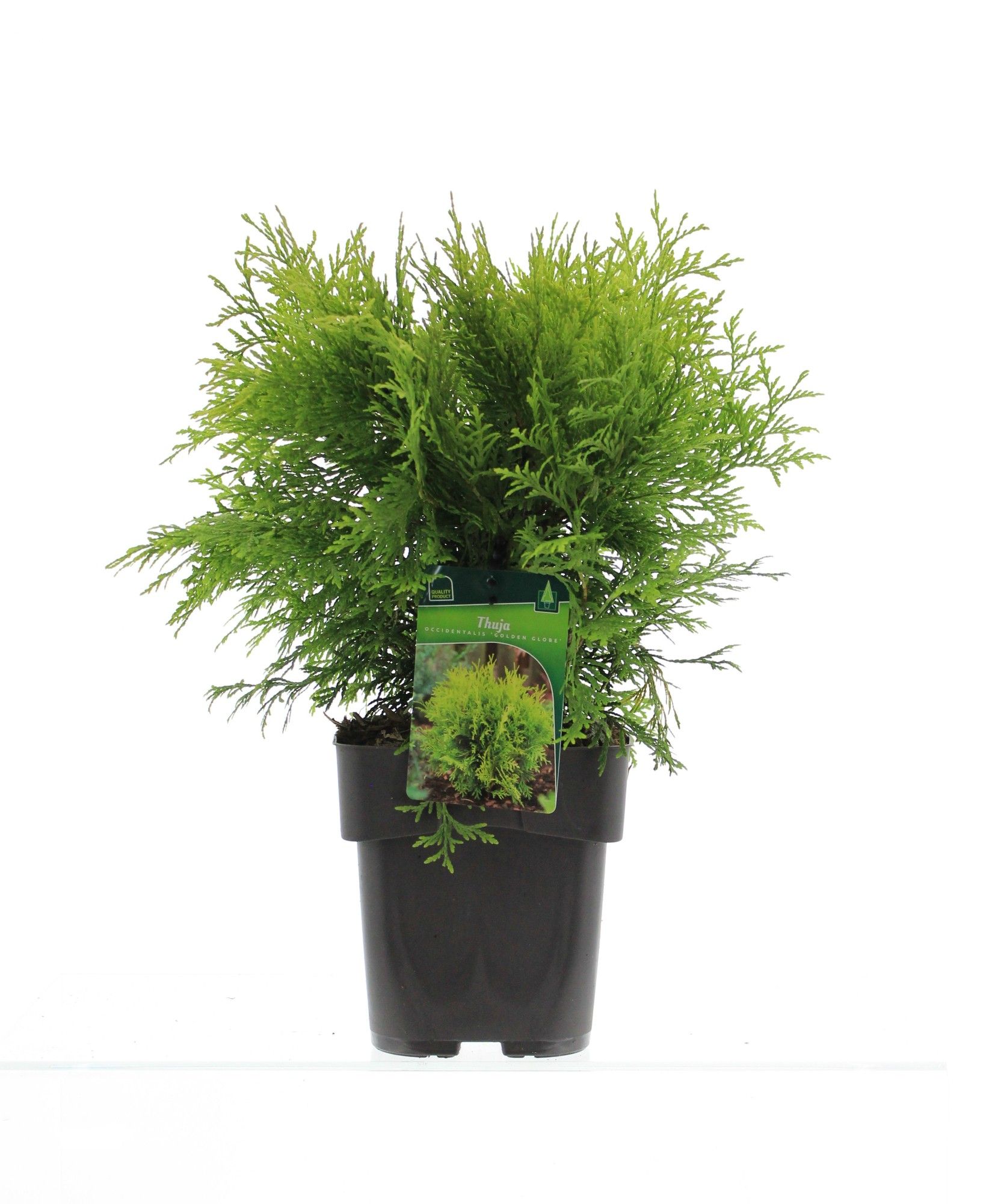 Thuja occidentalis 'Golden Globe', D 19