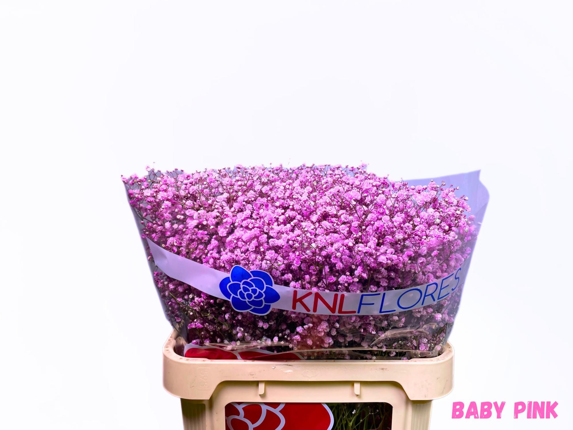 Гипсофила Овериг Крашеная (краш. ) 80, шт.