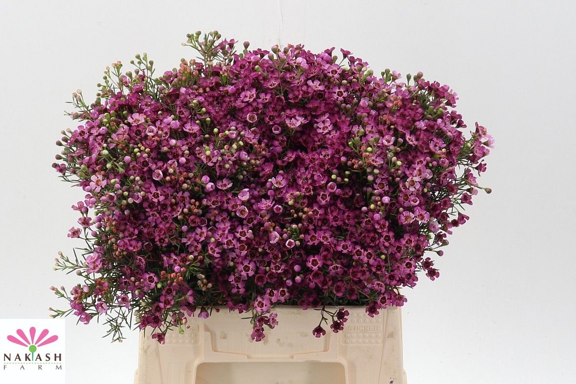 Шамелациум Юпитер 40 (ярко-роз.), шт.