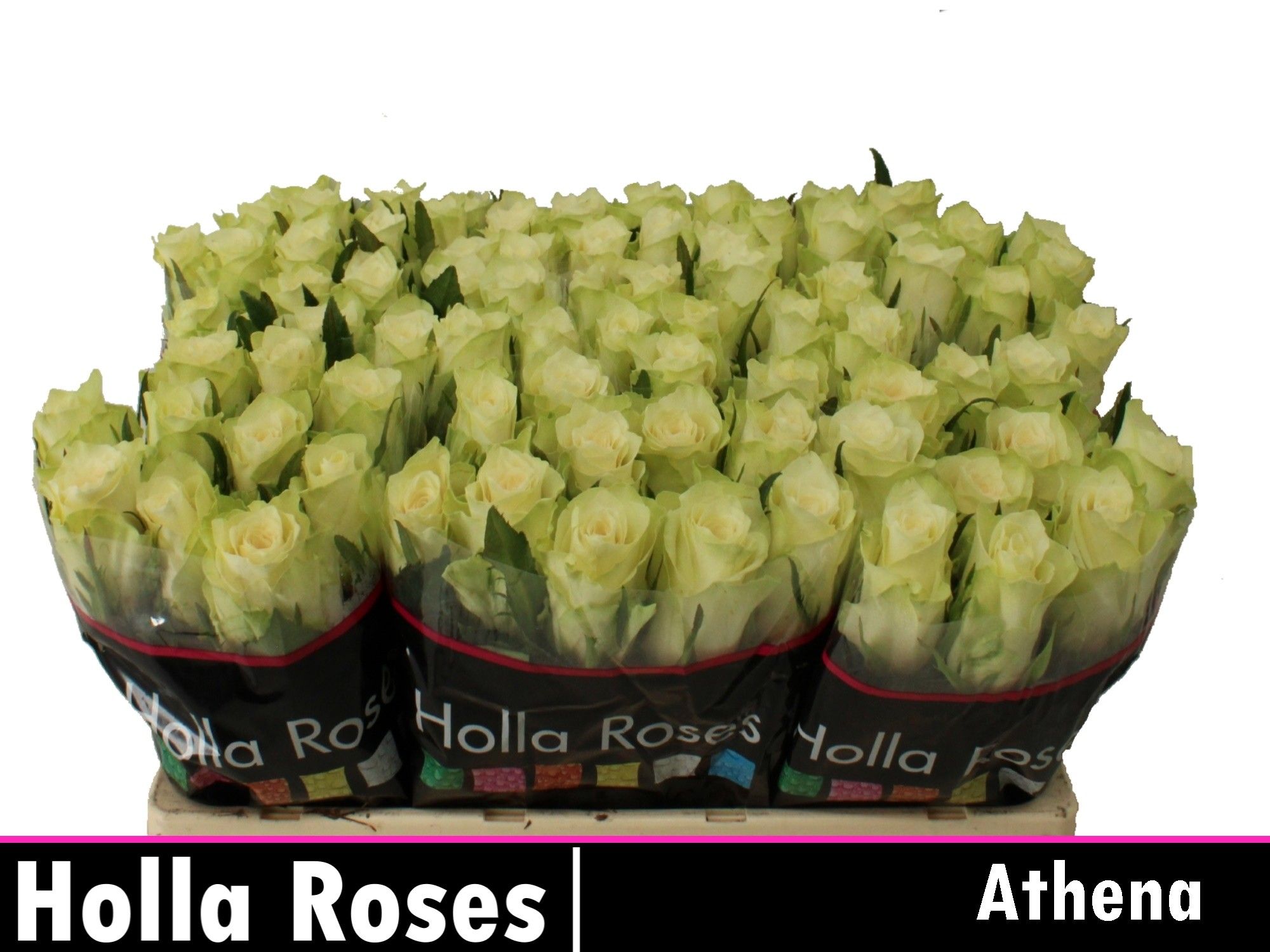 Роза од. Атена 50, шт.