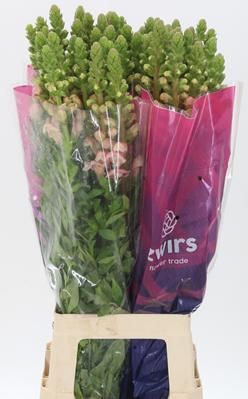 Антирринум Потомак Пинк (светло-роз.), шт.