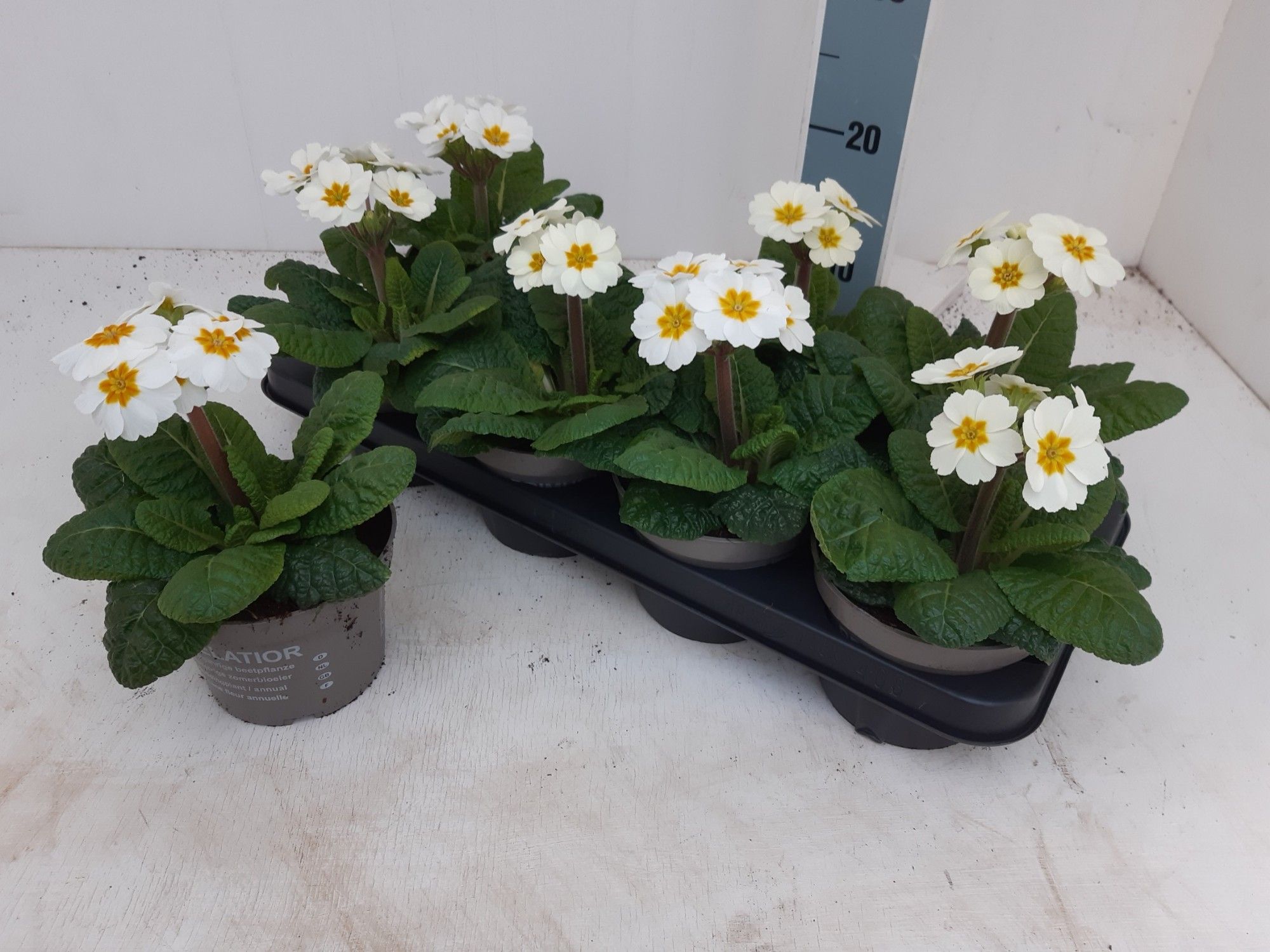 Primula elatior"wit", D 13