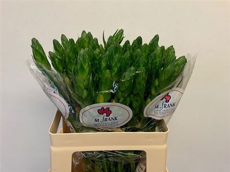 Орнитогалум Мэджик Стар 55, шт.