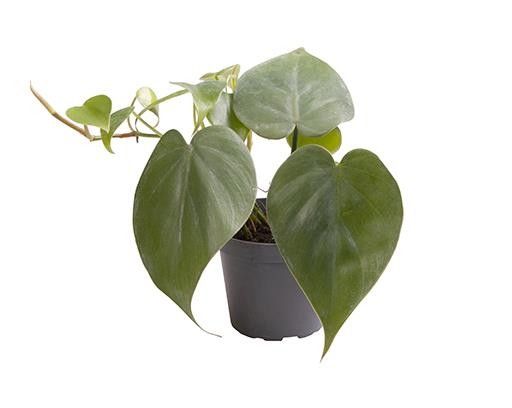 PHILODENDRON SCANDENS, D 6