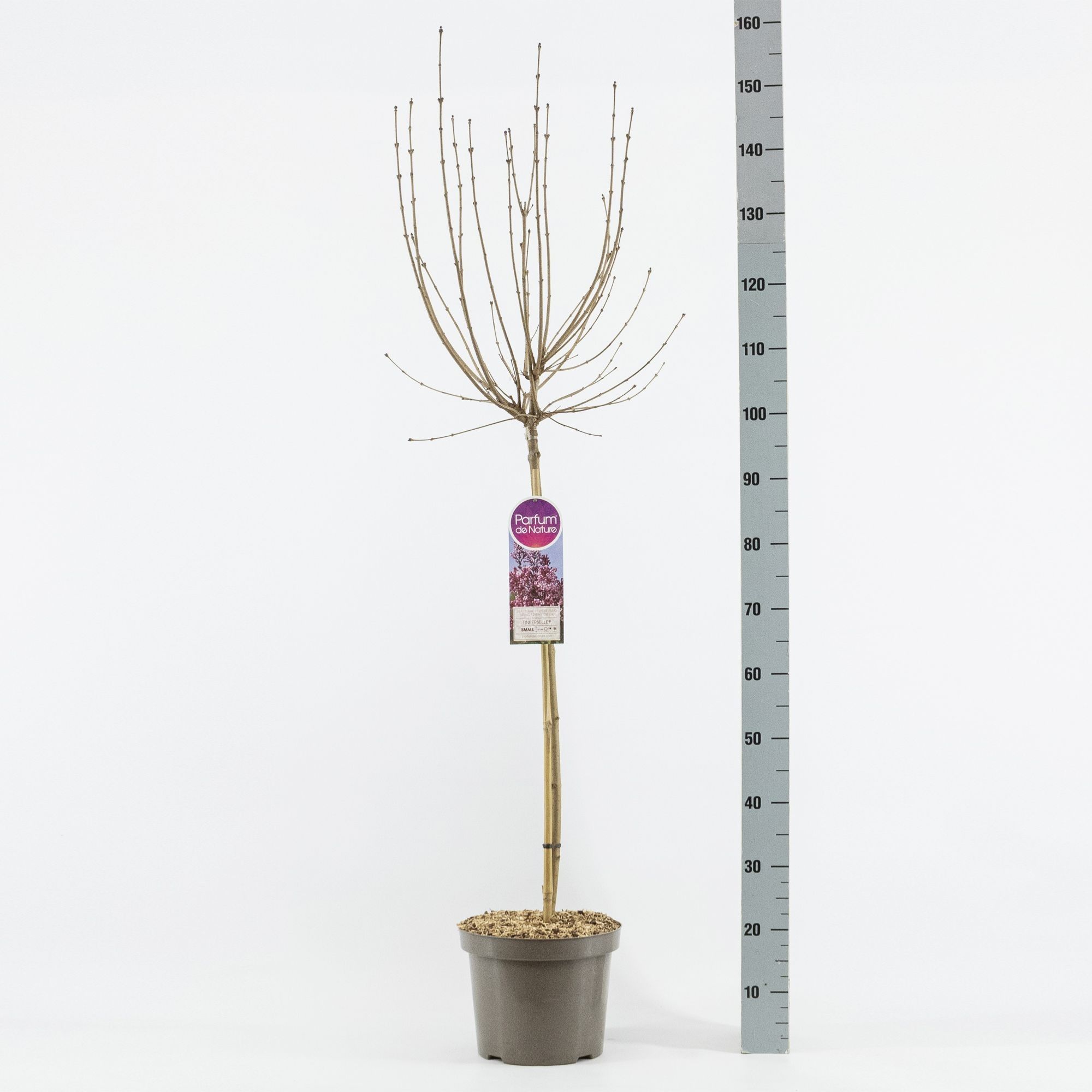 Syringa Tinkerbelle ®, stam 70, 2-jarig, C7,5, D 26 cm Syringa Tinkerbelle ®, stam 70, 2-jarig, C7,5, D 26 cm