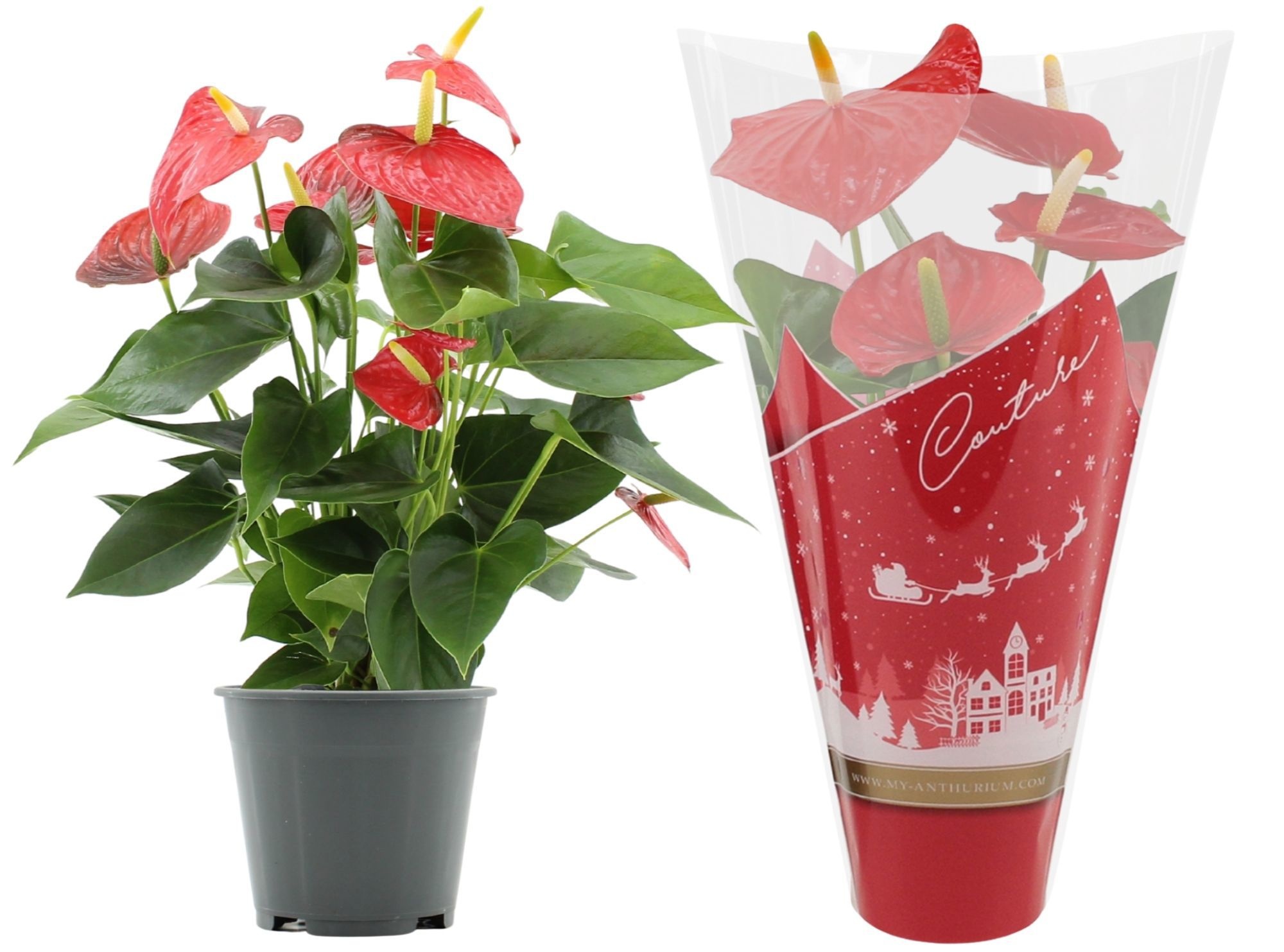 Anthurium 14 cm Esudo in Couture Christmas sleeve, D 14