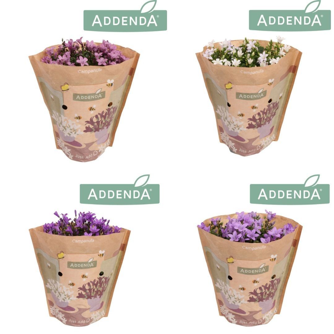 Campanula Ambella Mixlaag 10,5 cm krafthoes, D 10,5