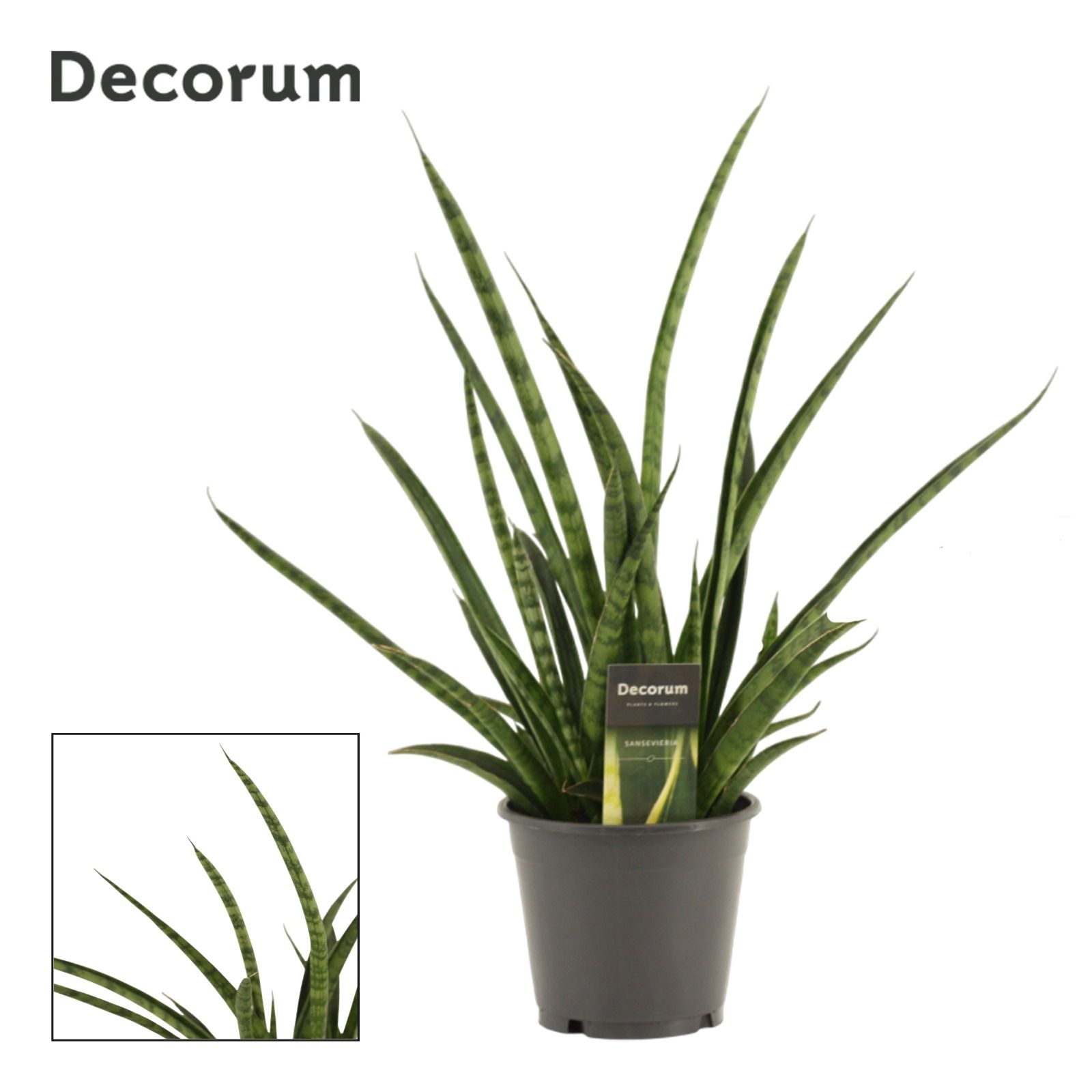 Sansevieria Tiger Crown 14 cm (Decorum), D 14