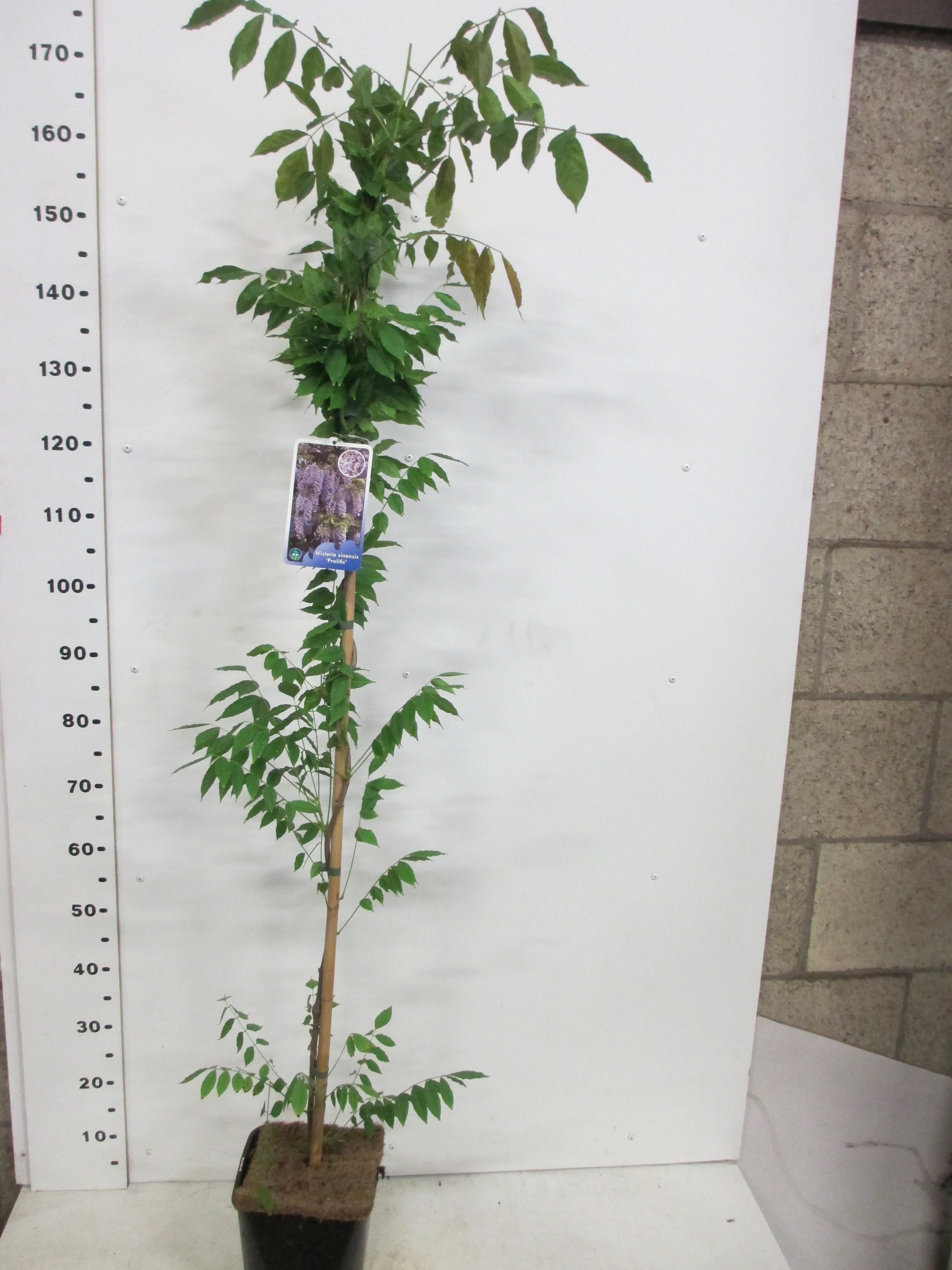 Wisteria s. Prolific 140 cm P19, D 19 cm Wisteria s. Prolific 140 cm P19, D 19 cm