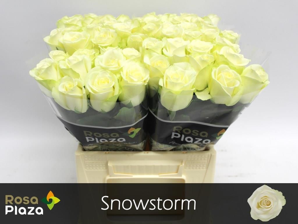 Роза од. Сноусторм+ 40, шт.