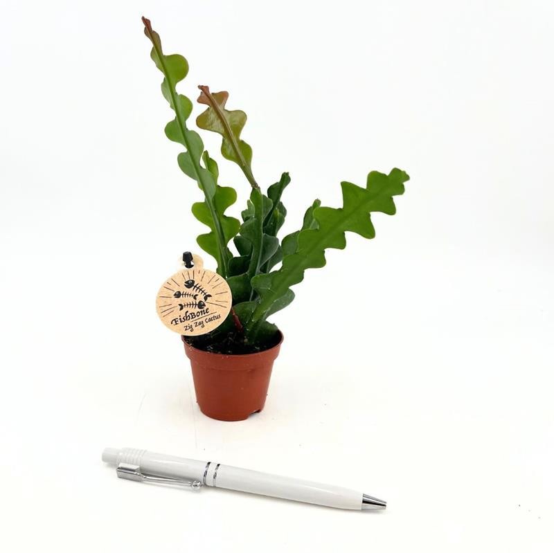 EPIPHYLLUM ANGULIGER H1138 Mini Fishbone Cactus, D 6 cm