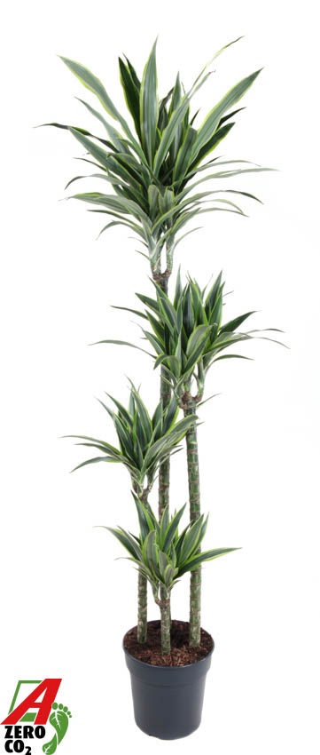 Dracaena Lemon Lime Jumbo 120-90-60-30, D 27