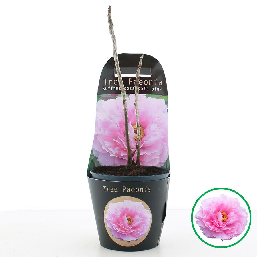 Paeonia suffruticosa licht Roze C2 (17cm.) Potcover, D 17
