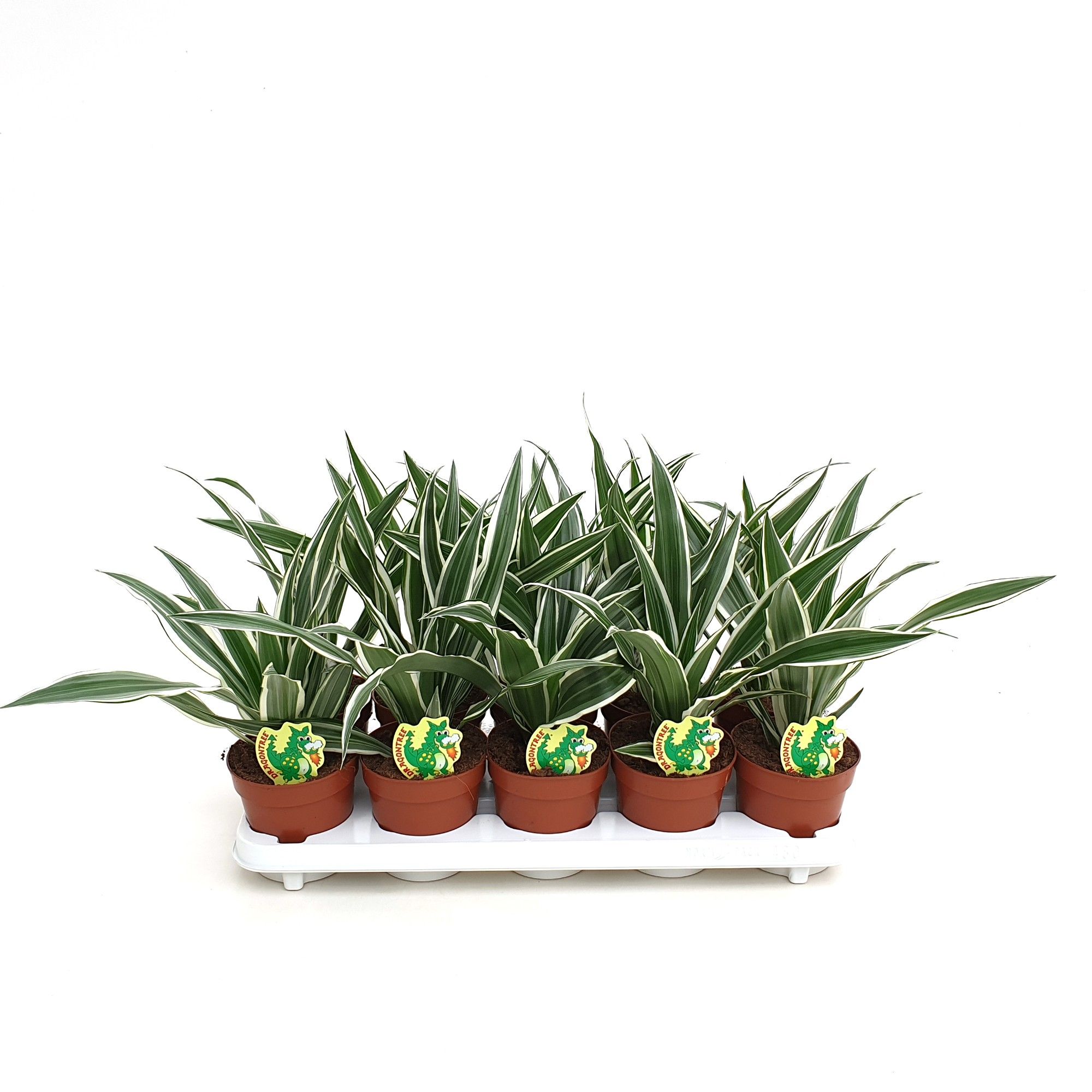 Dracaena White Stripe, D 12