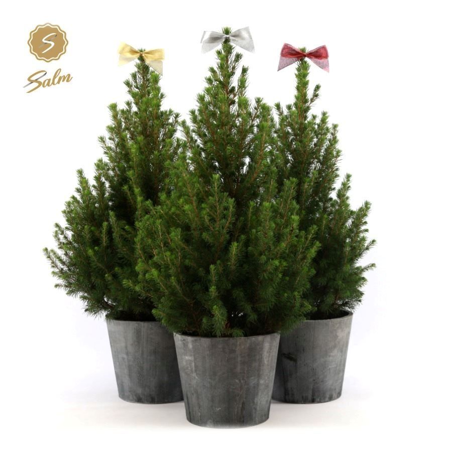 Picea gl. 'December'® P19 in Wood + Bow Mix, D 21 cm