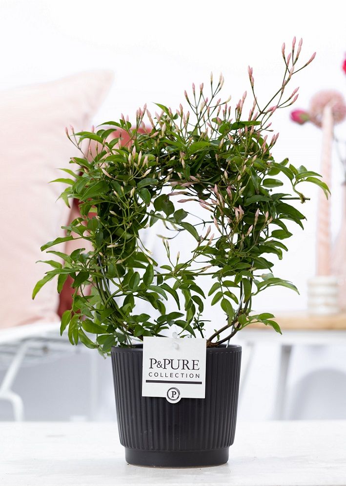 Jasminum Poly. ( 200+ knop) in P&PURE Liv ceramics matt black, D 12