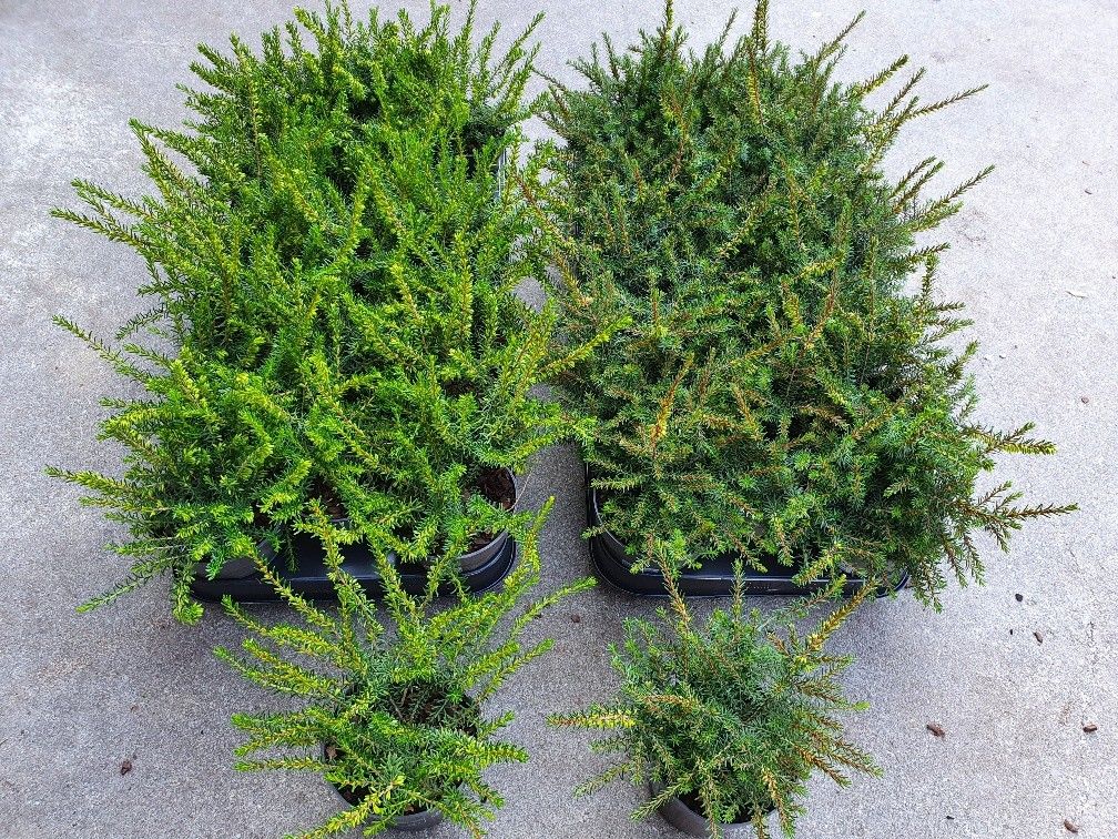 Erica darleyensis, D 9,5 cm