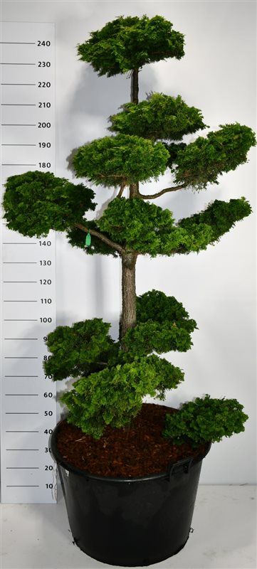 Chamaecyparis o. 'Contorta', D 80
