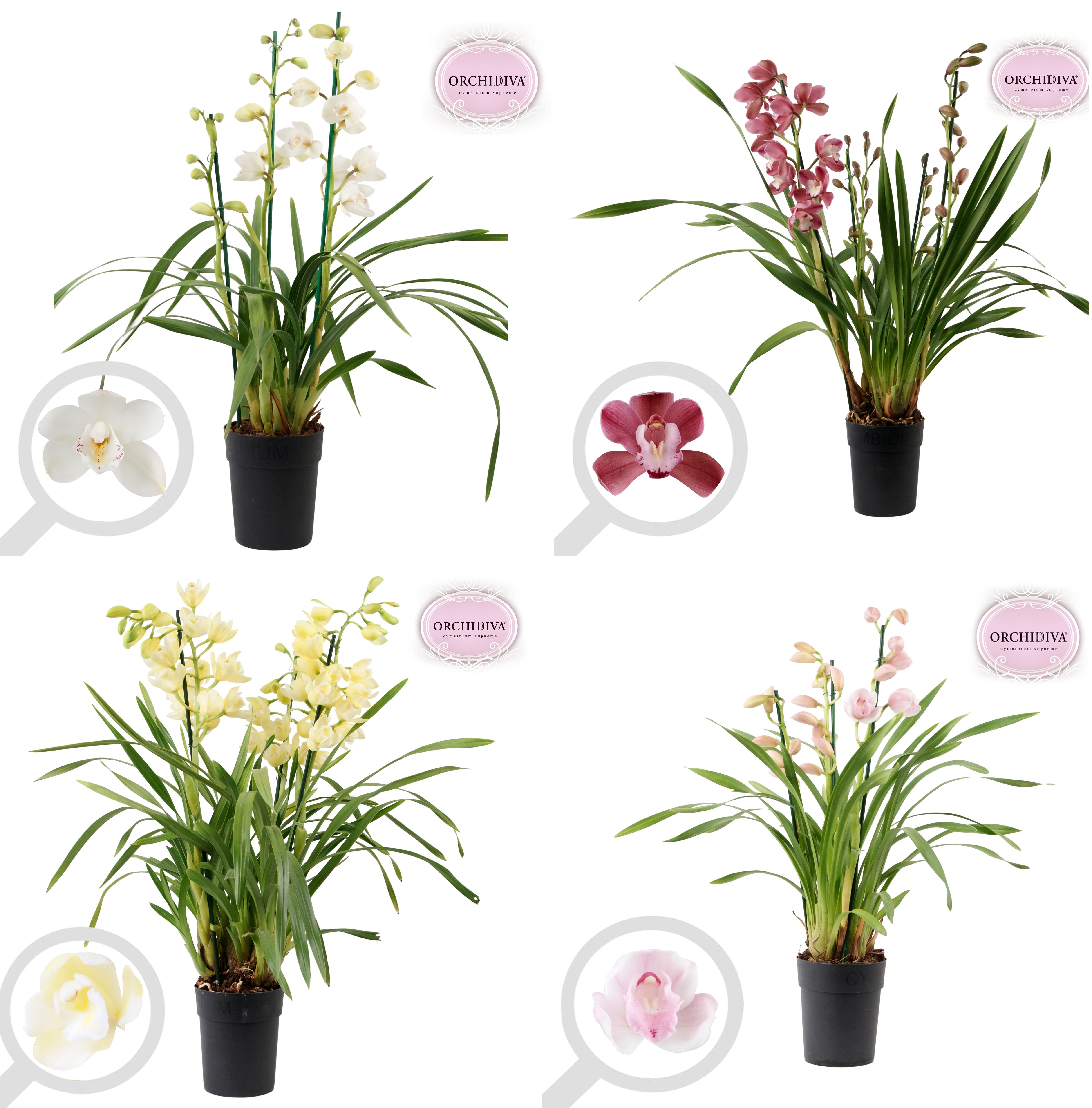 Cymbidium Valentine mix 3-4 tak, D 14