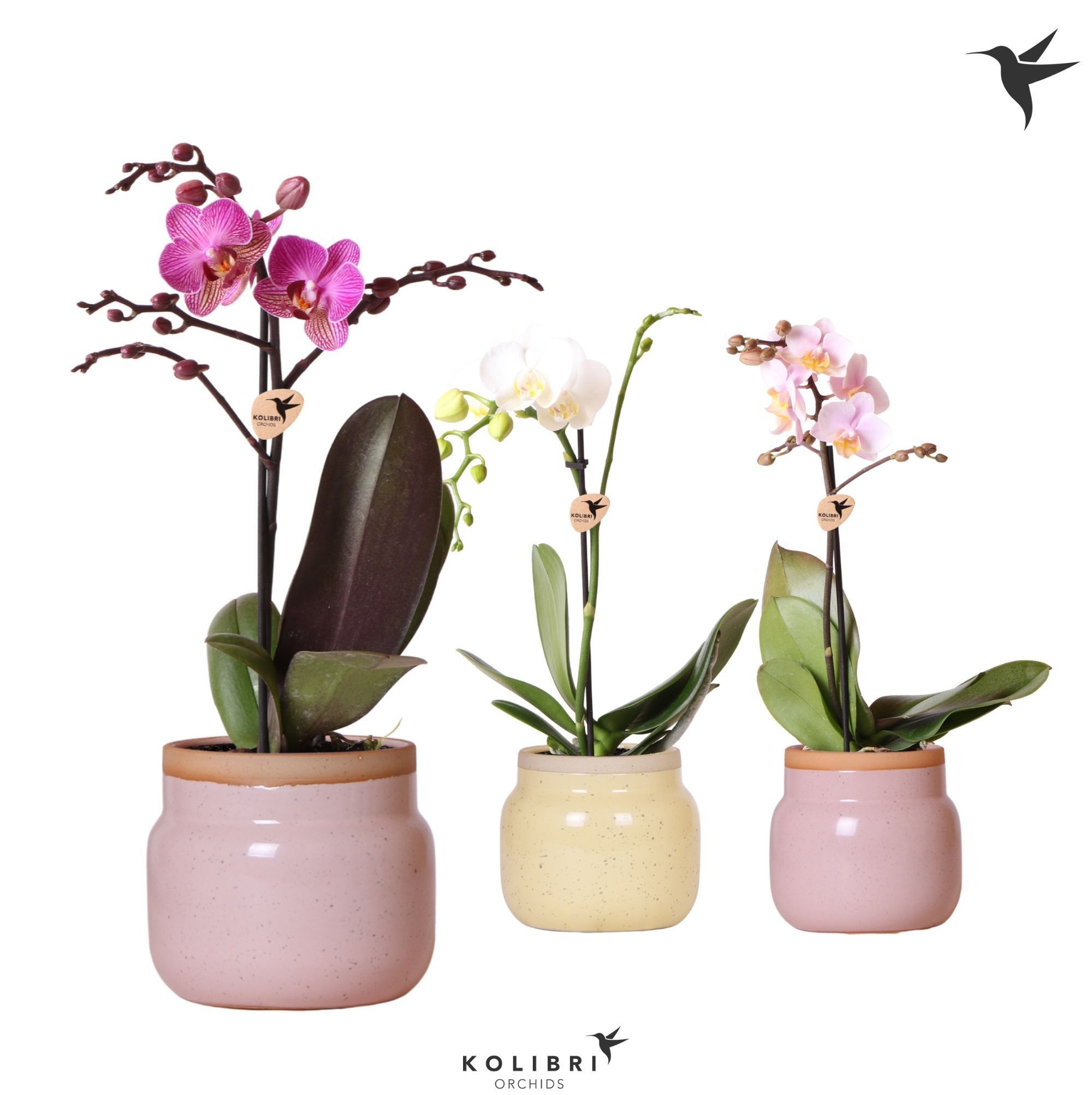 Kolibri Orchids Phalaenopsis Mix 1 spike in Vintage bowl pot mix, D 9
