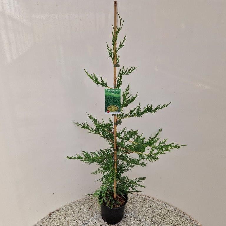 Cupressus leylandii, D 19