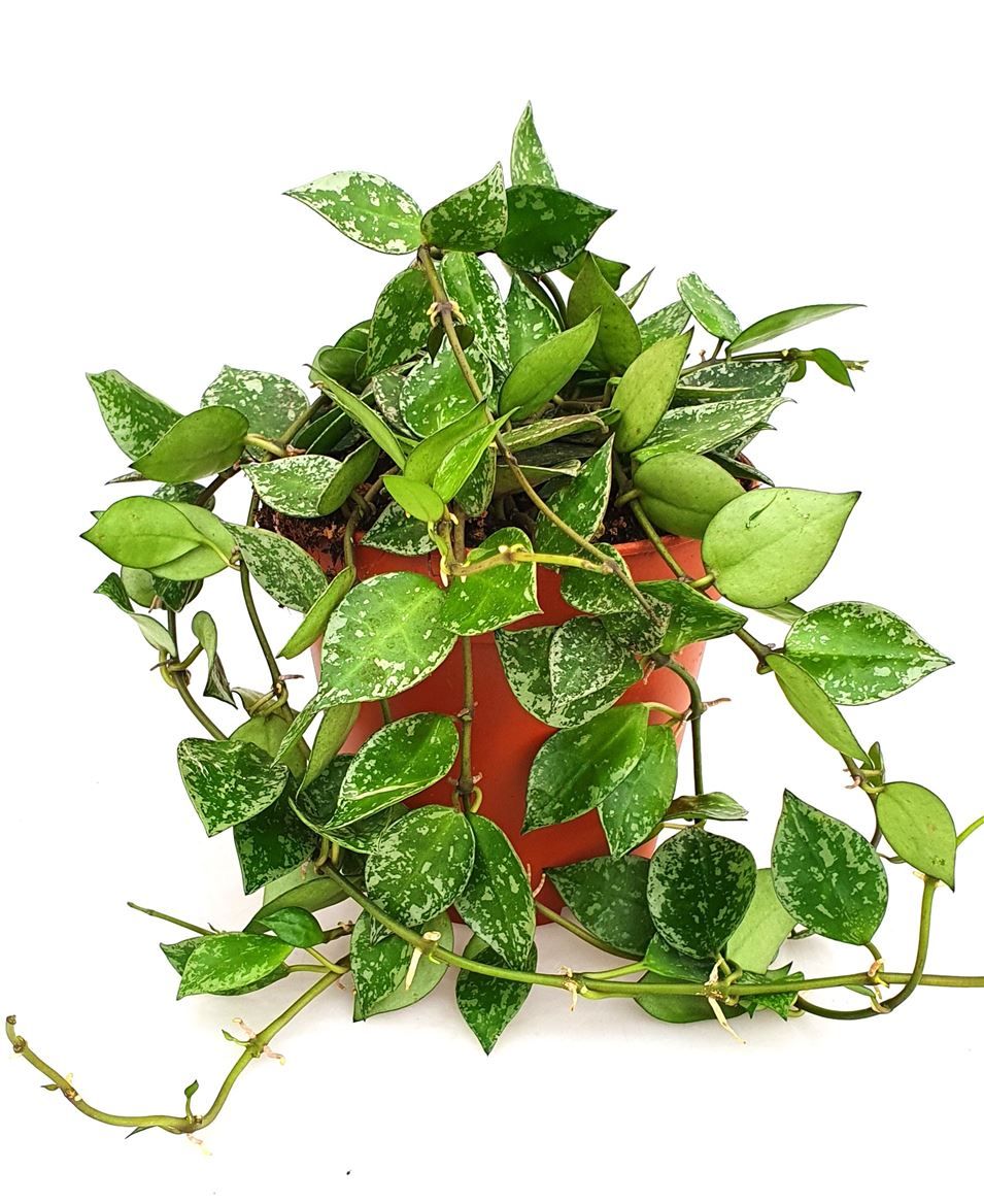 Hoya krohniana 'Splash', D 12 cm