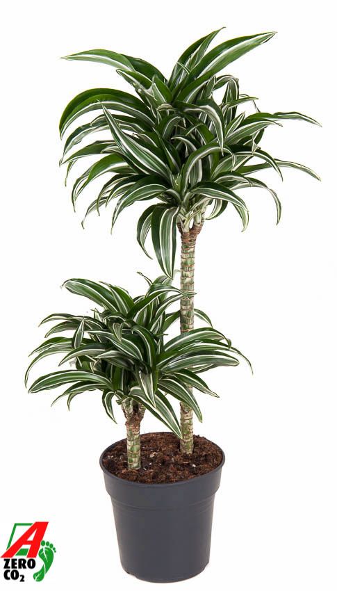 Dracaena Jade Jewel 45-15, D 19