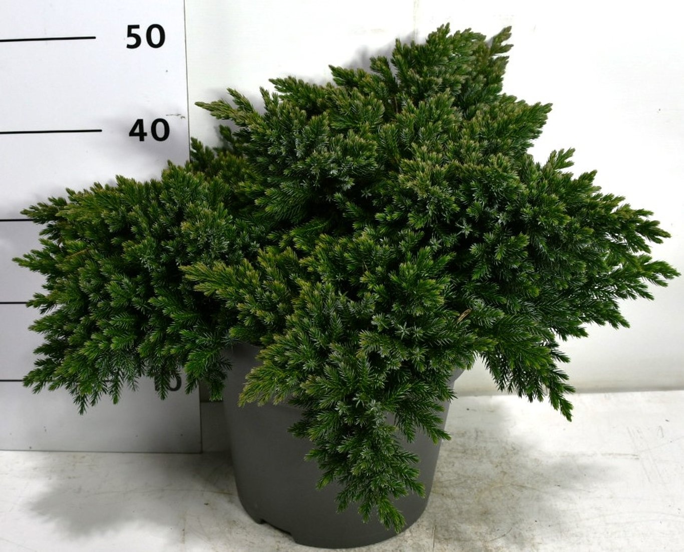 Juniperus squamata 'Blue Star', D 32