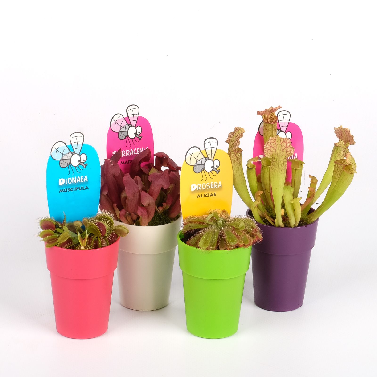 Vleesmix mini in kleurpot, D 5,5