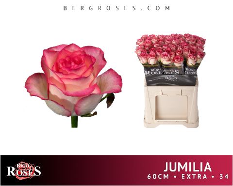 Роза од. Джумилия 60, шт.