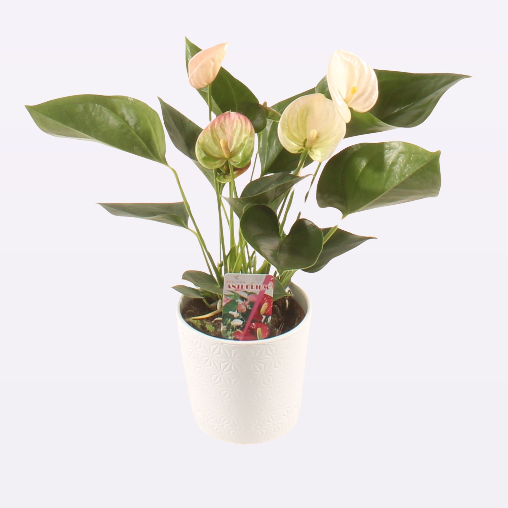 Perito Pearl P12 Ceramic Fien., D 12