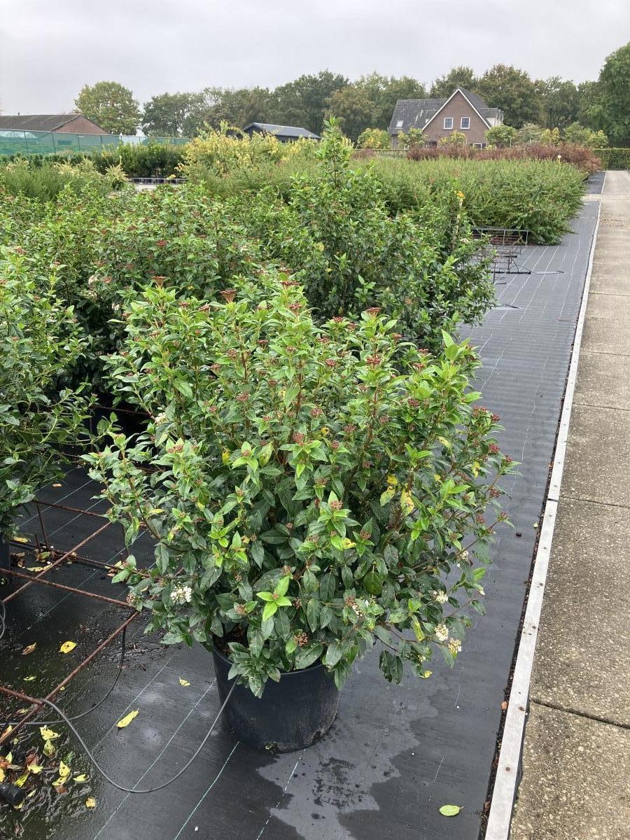 Viburnum tinus, D 40