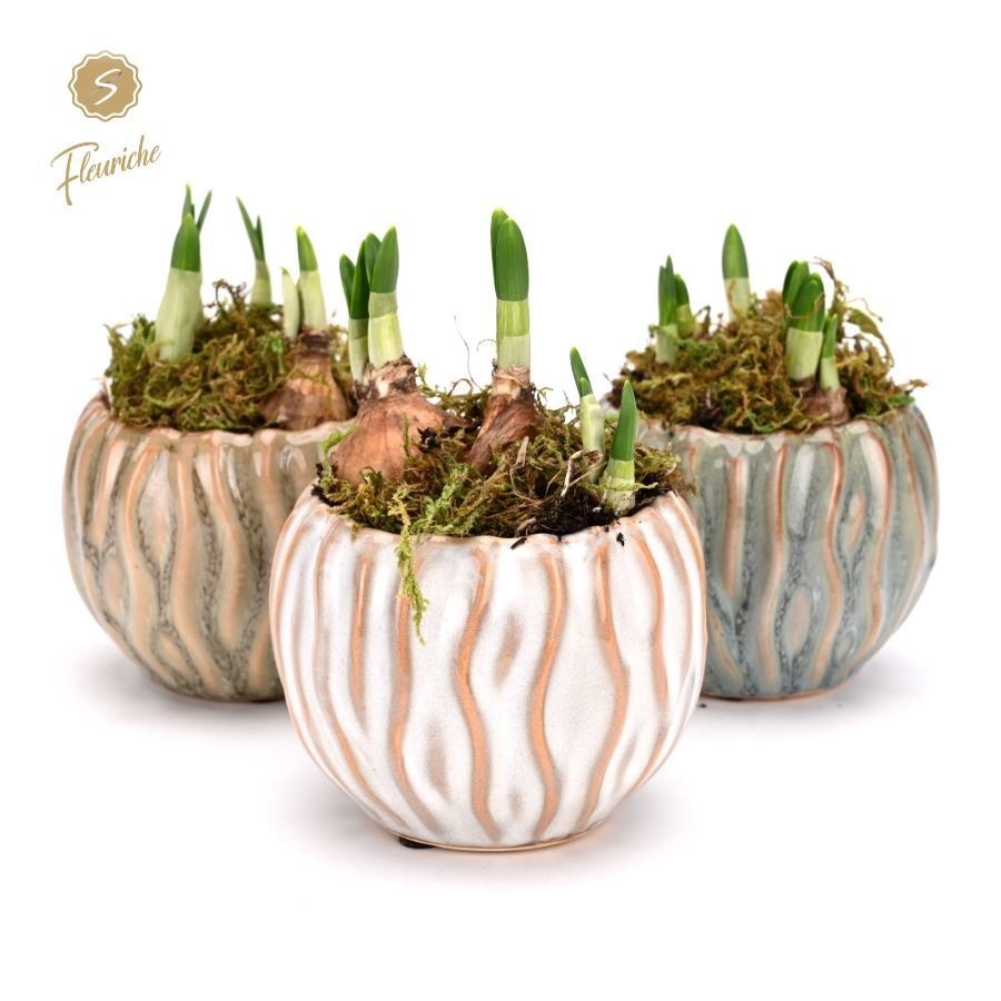 (1625) Narcissus Squiggle pot [M] 1PP Mos, D 9 cm