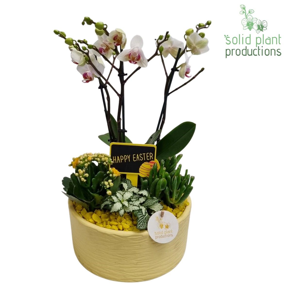 PH004 Stella Yellow, D 22