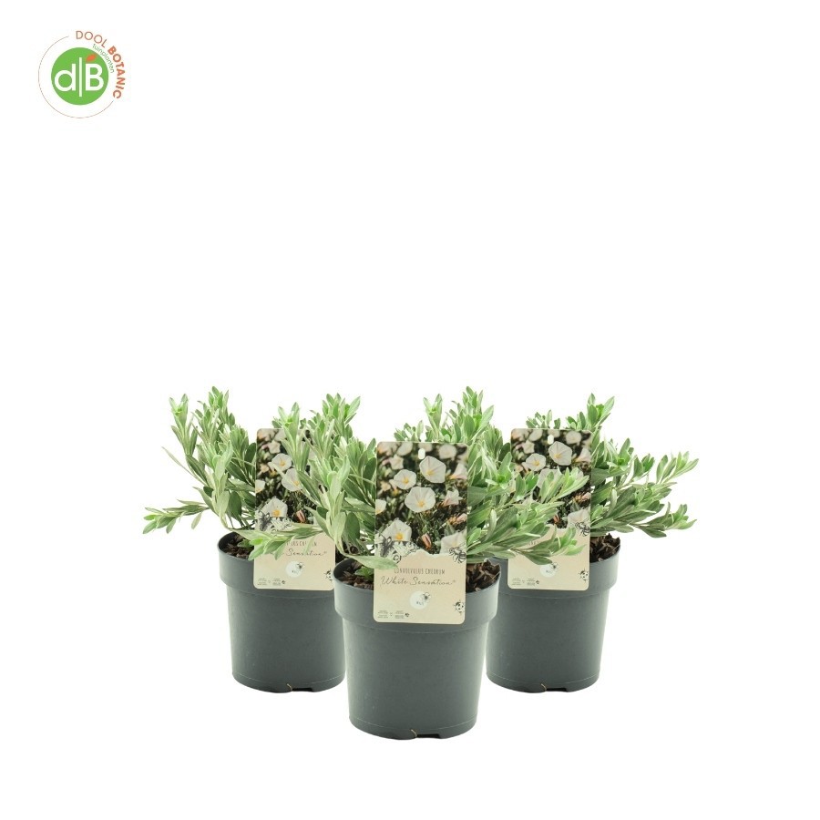 Convolvulus 'White Sensation', D 15