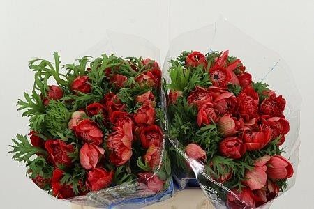 Анемон Леван Россо 35, шт.