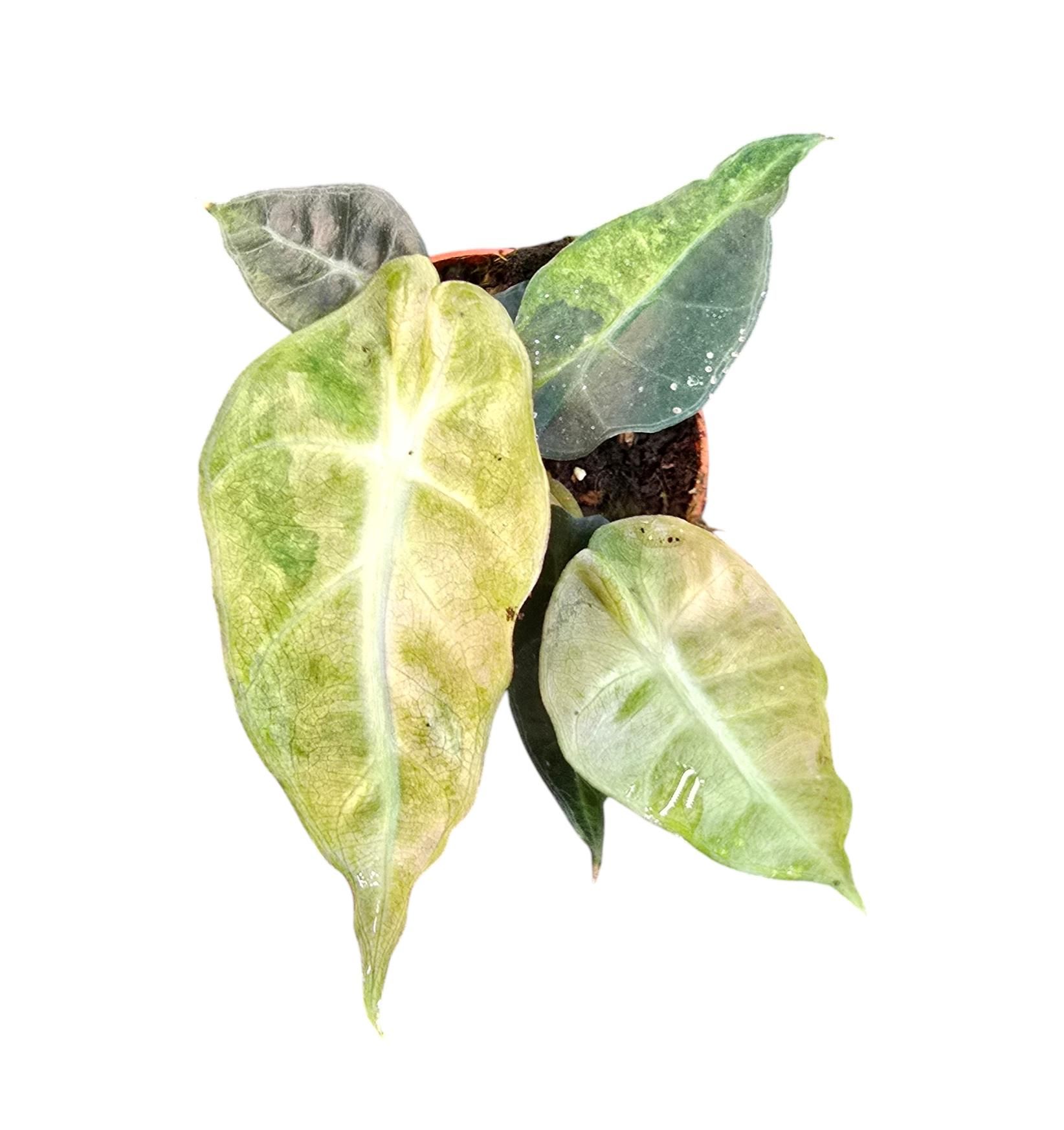 Alocasia Polly Variegata Aurea, D 7