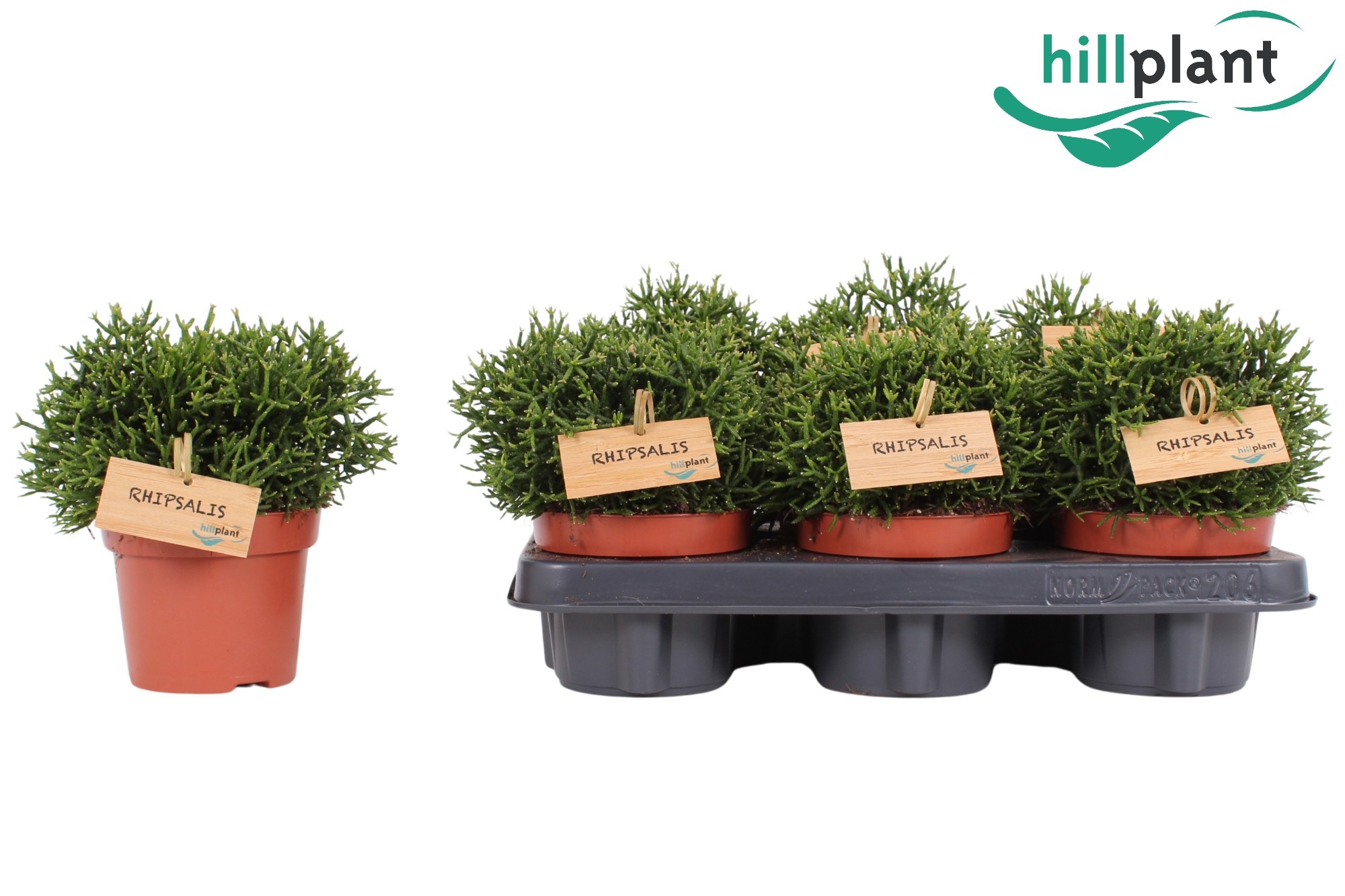 Hatiora salicornioides 12 cm, D 12 cm