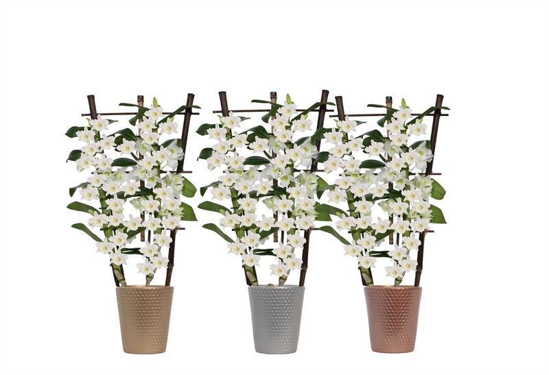 Zoe dots luxury mix Dendr Nobile Apollon 2T op rek, D 12 cm