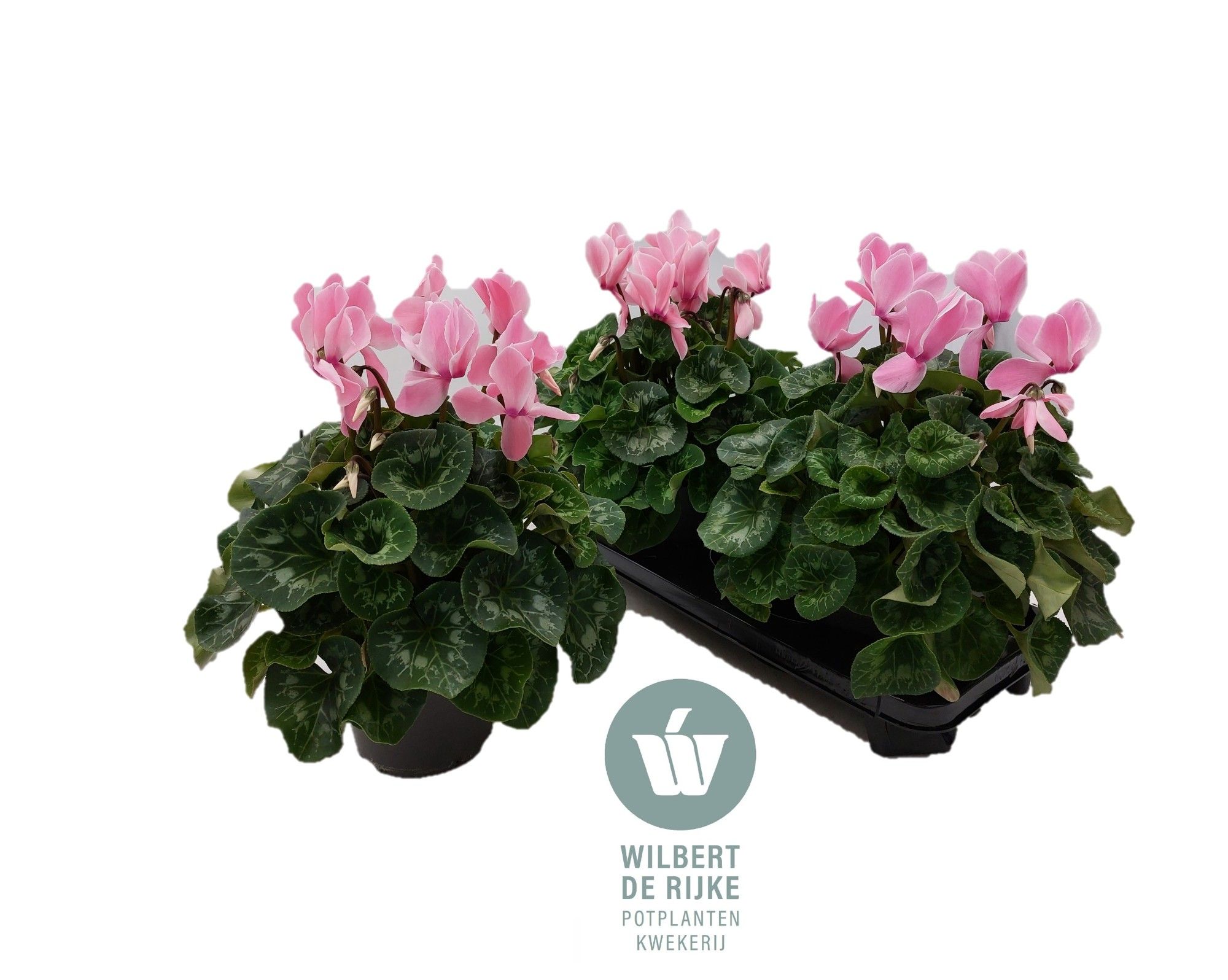 Cyclamen Mammoth Salmon Flamed x 2, D 17 cm Cyclamen Mammoth Salmon Flamed x 2, D 17 cm