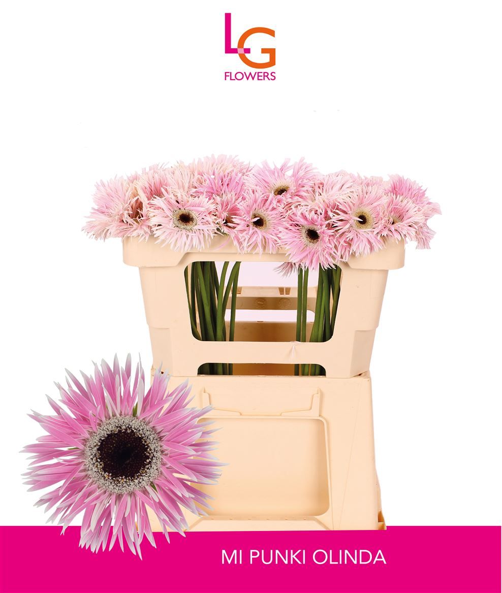 Гермини Спайдер Панки Олинда, шт.